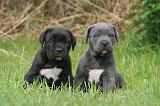 CANE CORSO 1264
